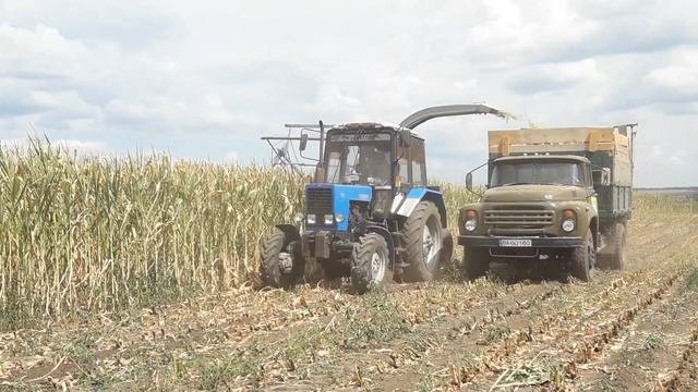 кукуруза пошла на силос.