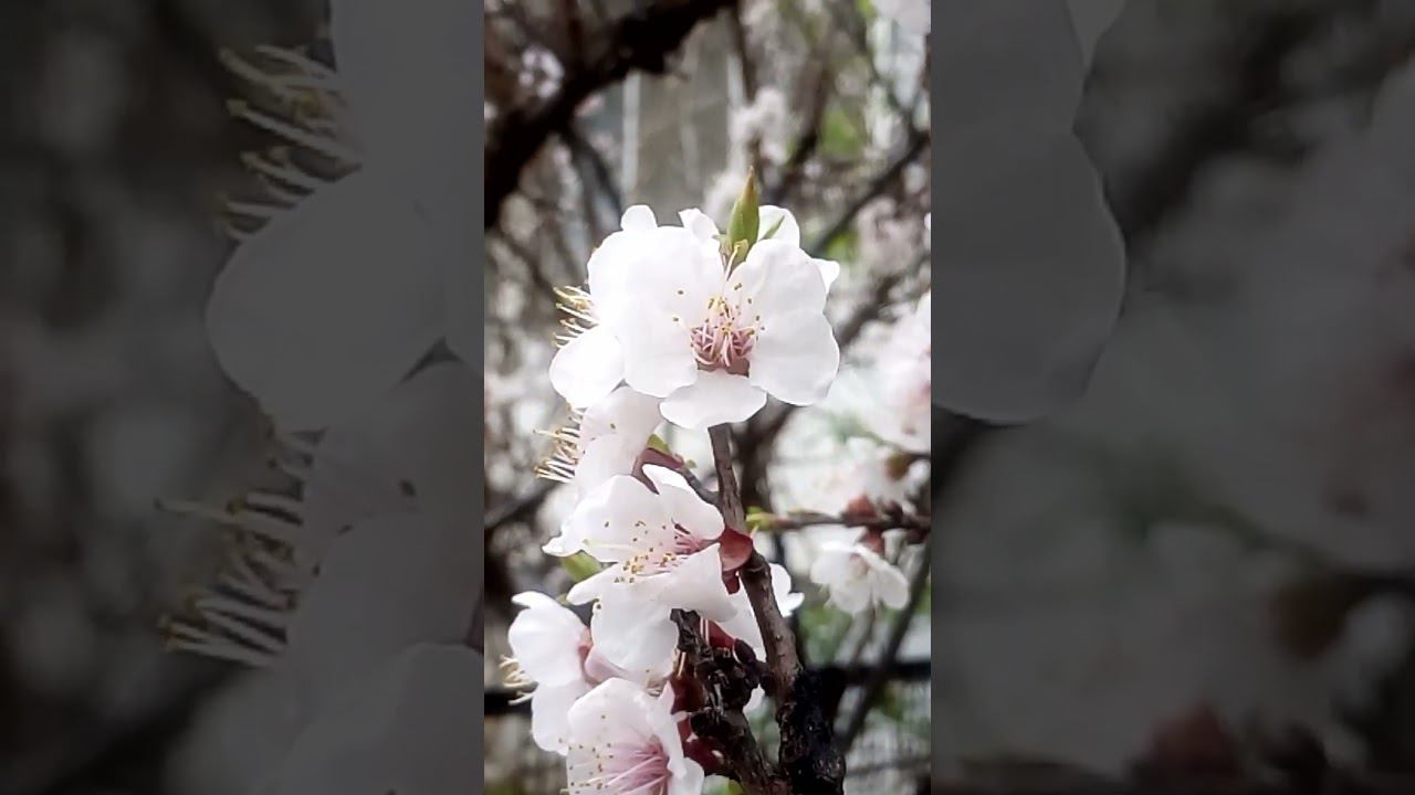 Красивые интересные цветы абрикоса 美丽有趣的杏花 Beautiful interesting apricot flowers 美しく興味深いアプリコットの花 아름답