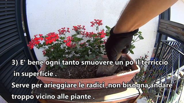 Come curare i gerani al meglio, 7 regole importanti