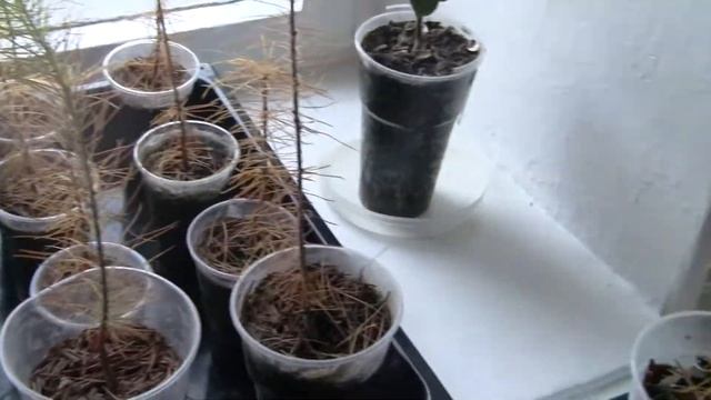 Груши и лиственницы подросшие у меня дома. 2 часть.