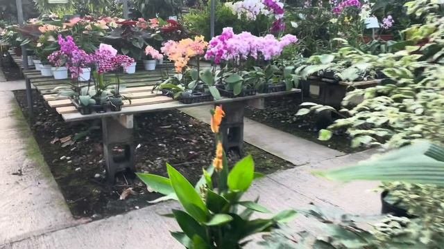 HUGE Hoya & Aroid Sale At Green Gate Garden Center In Seguin, TX!