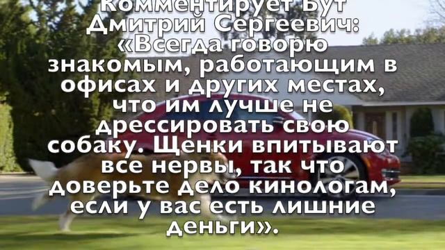 Собака бежит за машиной! Дмитрий Сергеевич Бут рассказывает, почему это происходит