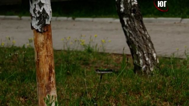 БЕРДЯНСК 2020 В БЕРДЯНСКЕ КТО ТО ПОРТИТ ДЕРЕВЬЯ 2020 05 20