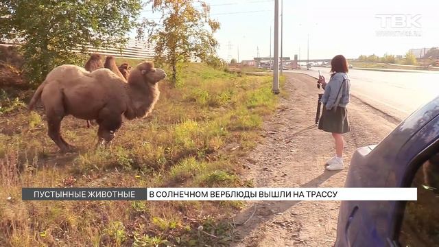 Красноярцы заметили гуляющих вдоль трассы верблюдов