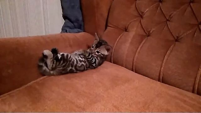 Бенгальские коты