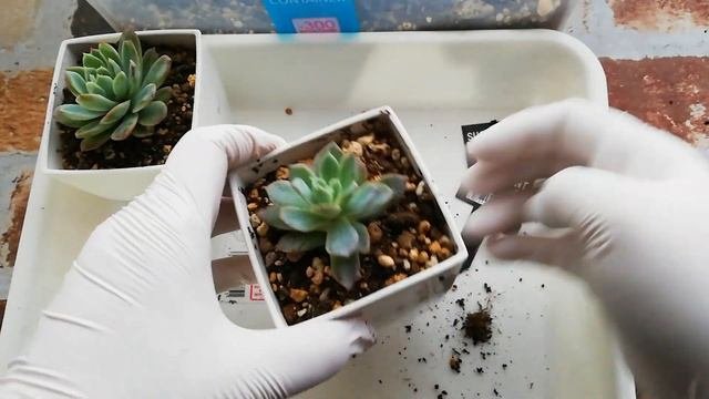 【多肉植物】鮮度のいい100均多肉みーつけた!!　part8 バイオレットクイーン/Succuent/Echeveria Violet Queen