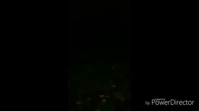 Спасение  котят 1#