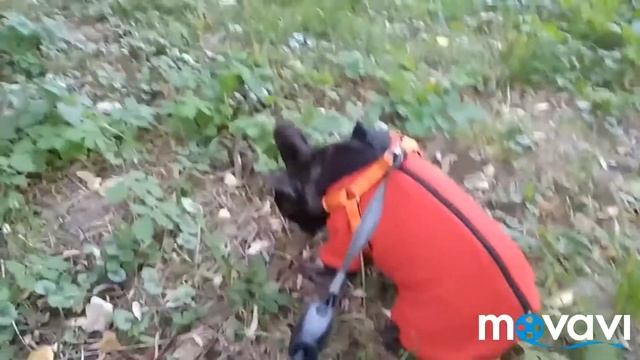 Французский бульдог Альма . Полгода назад