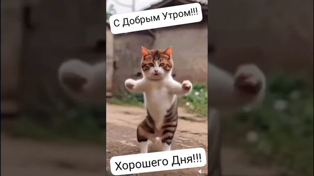 КОТИК