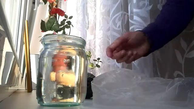 Авокадо в домашних условиях.Проращивание в воде.