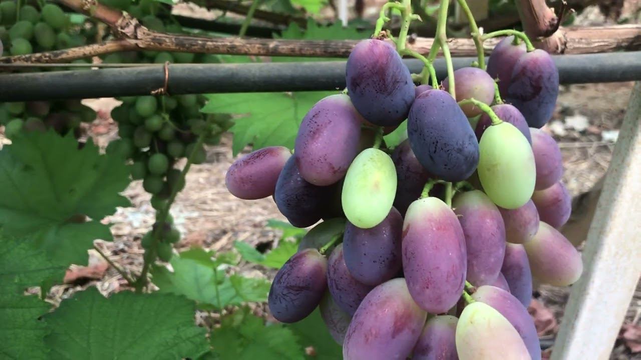 Виноград в теплице, что срезаем. 89184654603.