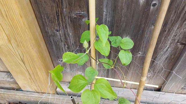 四月下旬地栽的铁线莲小苗的命运 The fate of clematis seedlings planted in the ground in late April
