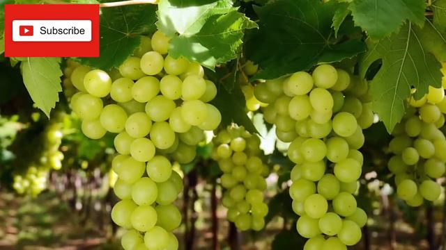 MAKE OVER 200K A MONTH WITH PROFITABLE SEEDLINGS FARMING, GRAPES FARMING IN KENYA