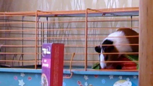 Свинка падает во сне