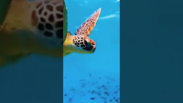 Желаю счастья Вам