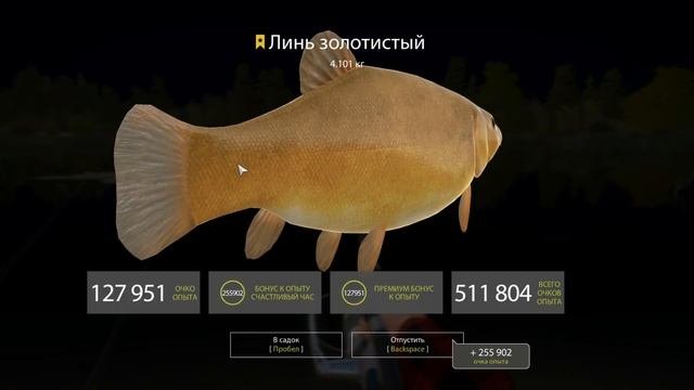 РУССКАЯ РЫБАЛКА 4  Мой трофейный Линь золотистый  Рыбалка на оз. Медвежье