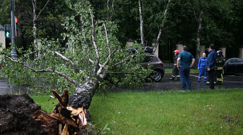 Поваленные деревья и человеческие жертвы: на Москву обрушился ураган «Эдгар»