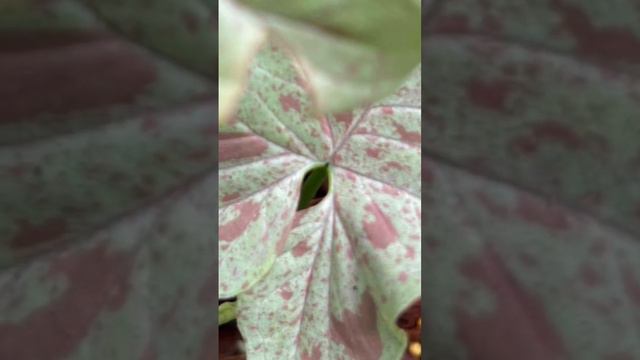 Syngonium #Collection,Syngonium Pink Splash,#Syngonium Pink Allusion, Gold Allusion, Wendlandii