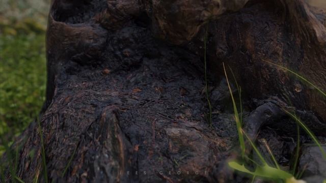 Meadow Scene in Blender | Blender 2.83 |
