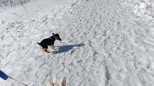 Прогулка с собаками и дочкой по лесной тропинке вдоль речки. Погода прелесть