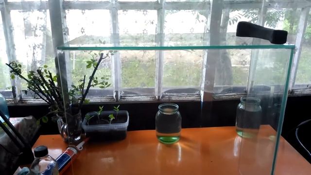 1. Аквариум своими руками. Как правильно сделать аквариум для петушков.