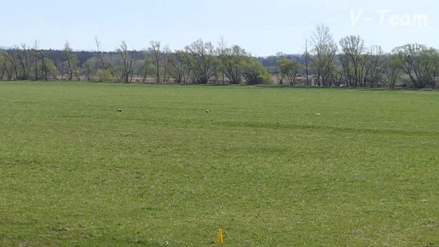 Nifty Racing Girl (R) - Blue Berry Fast Angels (W). SLOVAK COURSING CHAMP 2018.