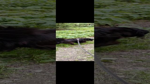 VID_20230528_151021.mp4