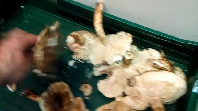 Валерій Шпичка Сезонная работа в Финляндии. грибы Мацутаке