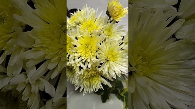 Хризантема мультифора Arluno Vanilla   #chrysanthemumflower #цветы #хризантема  #черенкихризантемы