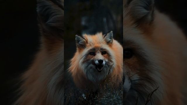 VID_20230321_191537_491.mp4