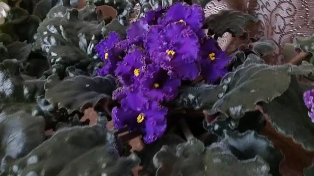 Фиалки зацветашки - новинки и любимые старожилы коллекции