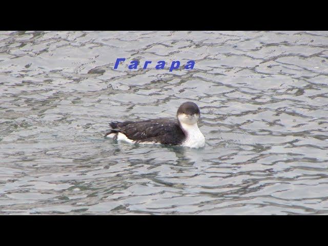 Gavia arctica Гагара чернозобая Dlack-throated diver зимой. Крым, Судак, 21.02.2018