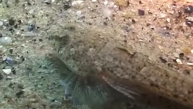 © Морская мышь малая Callionymus Risso   01  Чёрное море