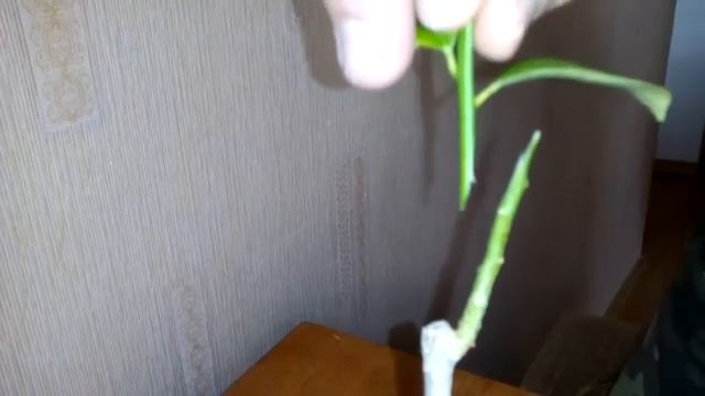 Щеплення кумкват Обовата на дичку лимона. Grafting Fortunella Obovata to wildings lemon.