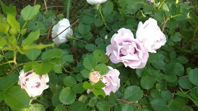 Как пересадить взрослую розу на новое место. Время пересадки розы