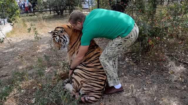 ЭКСТРЕННЫЙ  ВЫПУСК !!! Родила  амурская тигрица МЫ В ВОЛЬЕРЕ  !Amur tigress gave birth !