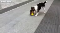 Смешные Собаки играют с Мячиками Сборник -)