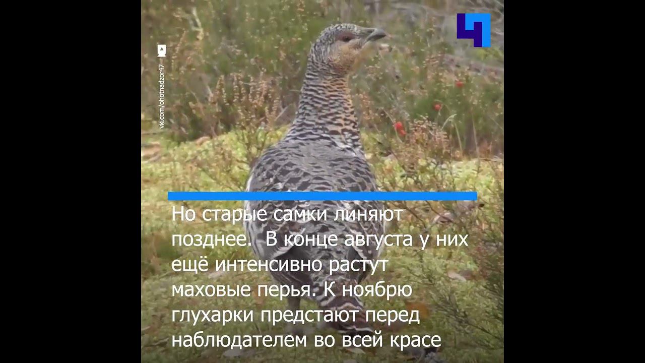 В Лужском районе запечатлели самок глухаря в зимнем наряде