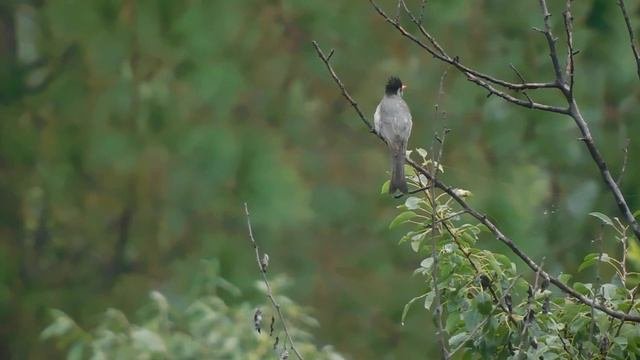 ( Bulbul) Nature Walk  #Birds #butterfly #nature #wildlife