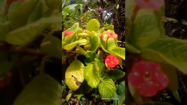 FLOWERS | HOME GARDEN | EPISCIA / FLAME VIOLET