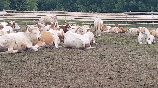 Симменталы телки на продажу, Карантинная ферма КРС  Simmentals heifers for sale, Quarantine farm