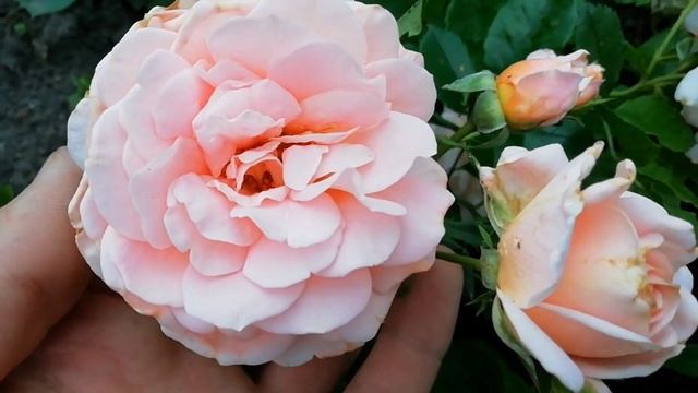 КАК ВЫГЛЯДИТ РОЗА ПОСАЖЕННАЯ В ЖАРУ!? МЕСЯЦ ПОСЛЕ ПОСАДКИ РОЗЫ.