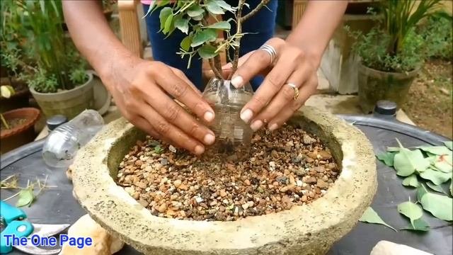 Ficus religiosa bonsai How to make Peepal bonsai