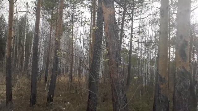 озеро Щучье , весна.подснежники
