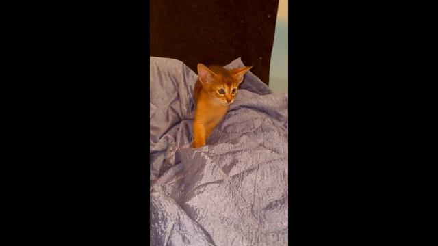 Абиссинская девочка, котенок из питомника.