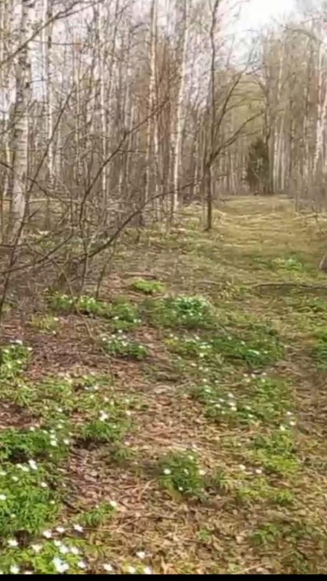 Весна в лесу