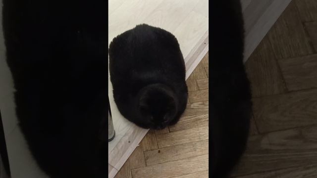любимка