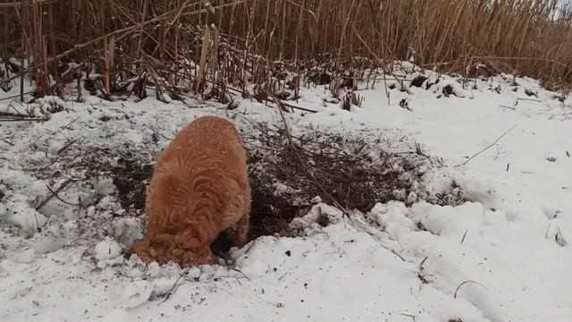 Кокер-спаниель. Снег и грязь нам нипочём, любим мы копать. Джесси.