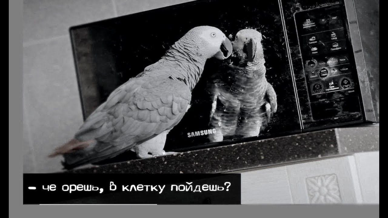 ✅РУГАЕТСЯ СО СВОИМ ОТРАЖЕНИЕМ КАК ПЕТРУНЯ СПИТ? ЖАКО ПЕТРУНЯ