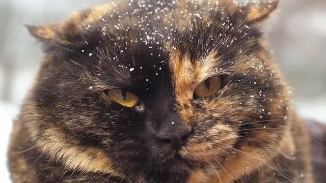 Сестра отдала свою долю дачи а теперь требует процент с солений и варений